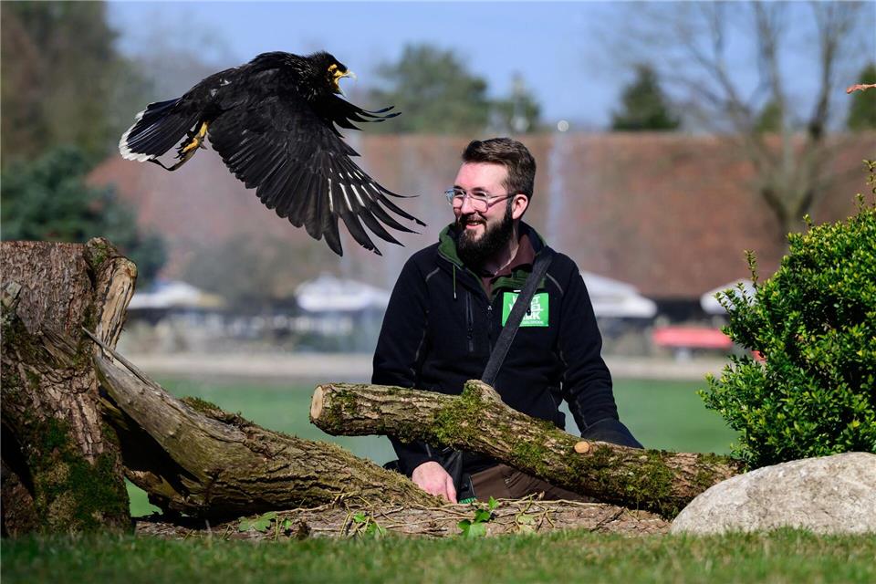 Ein Falklandkarakara im Vogelpark.Philipp Schulze/dpa