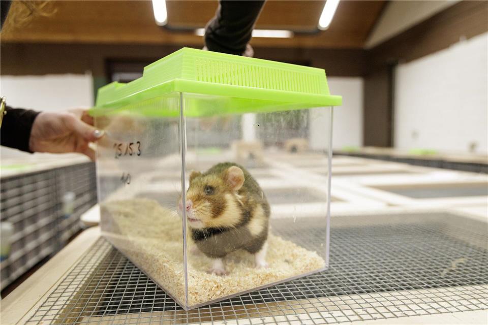 Ein Feldhamster-Männchen wird in einem Plastikbehälter in die Großbox eines Weibchens gesetzt. So können sich die Tiere erst einmal beschnuppern. David Ebener/dpa