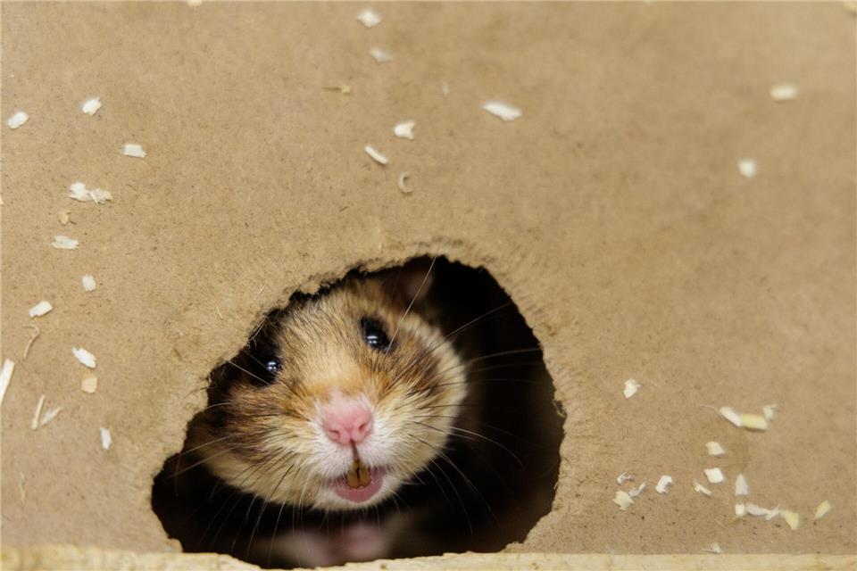 Ein Feldhamster-Weibchen beobachtet im NRW-Artenschutzzentrum aus der Öffnung der künstlichen Höhle die Umgebung. (Archivbild)David Ebener/dpa