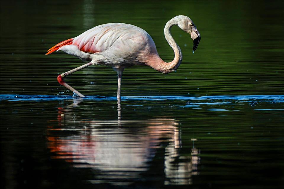 Ein Flamingo bei der Nahrungssuche im Flamingos Flamingos im Naturschutzgebiet Zwillbrocker Venn.Lars Berg/dpa