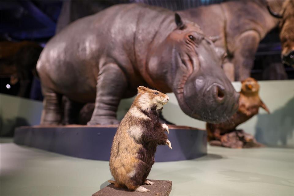 Ein Flusspferd im Rhein - in den Wärmephasen der Eiszeit war das möglich.Christoph Reichwein/dpa