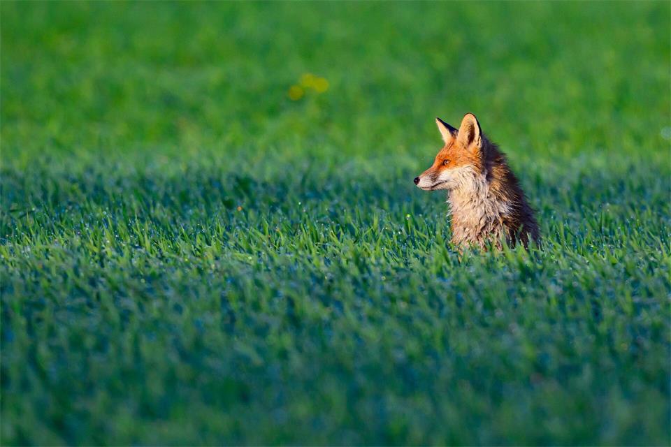 Ein Fuchs soll die Suche in Bayreuth ausgelöst haben. (Symbolbild)Patrick Pleul/dpa
