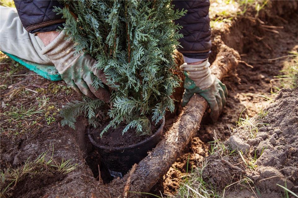 Ein Gartenbaubetrieb hat keinen Anspruch auf Vergütung, wenn er ohne ausdrücklichen Auftrag eine Grundstücksgrenze bepflanzt.Christin Klose/dpa-tmn