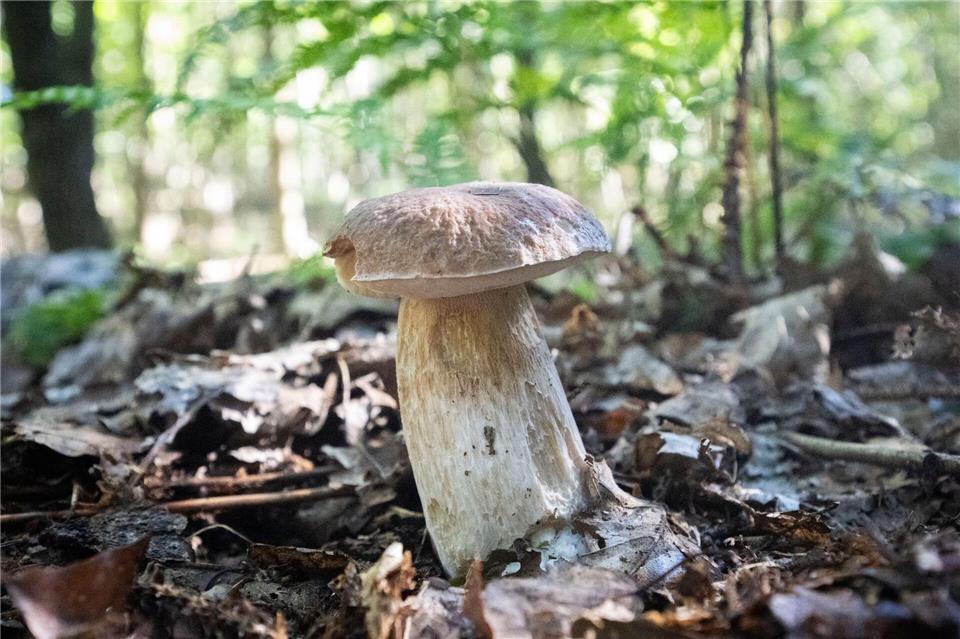 Ein Gemeiner Steinpilz. (Archivbild) Philip Dulian/dpa