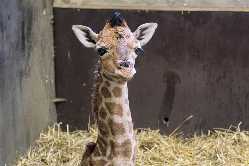 Ein Giraffenkalb des Zoos Schwerin musste eingeschläfert werden. (Handoutbild)---/Zoo Schwerin/dpa