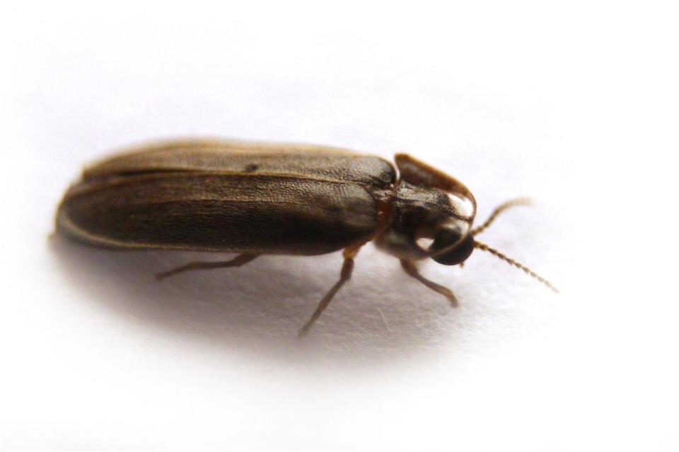 Ein Glühwürmchen braucht drei Jahre, um von der Larve zum Käfer zu reifen.picture alliance / dpa