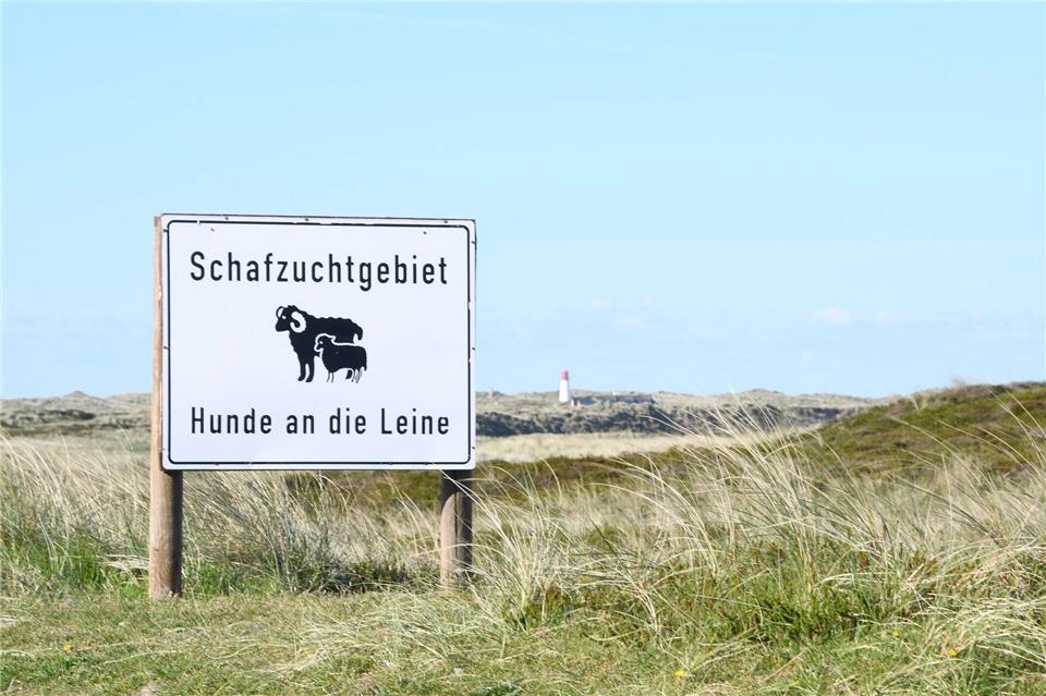 Ein Goldschakal auf Sylt hat erneut das Verwaltungsgericht beschäftigt. (Symbolbild)Lea Sarah Albert/dpa