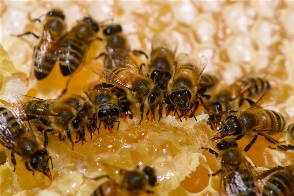 Ein Großteil des Honigs in Sachsen-Anhalt kommt nicht von heimischen Bienen. (Symbolbild)Klaus-Dietmar Gabbert/dpa
