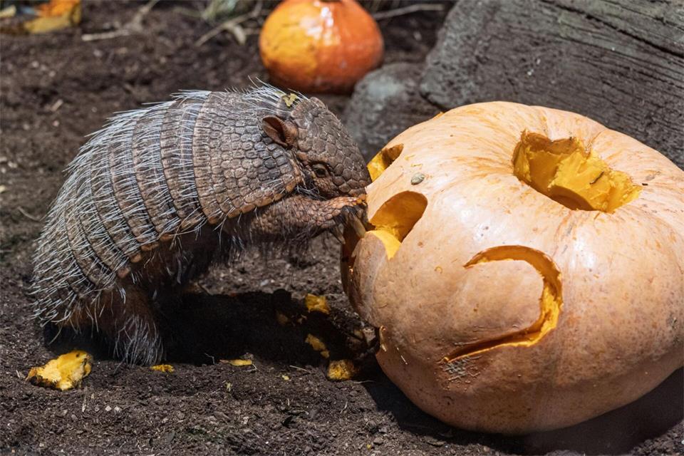 Ein Gürteltier bekommt im Tierpark Hagenbeck in Hamburg zu Halloween sein Futter in einem Grusel-Kürbis serviert.Markus Scholz/dpa