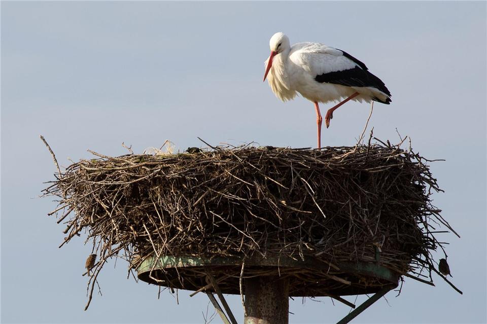 Ein Hamburger Weißstorch sitzt in einem Nest. (Symbolbild)Bodo Marks/dpa