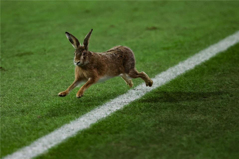 Ein Hase läuft über das Spielfeld während der Halbzeitpause.Christian Charisius/dpa