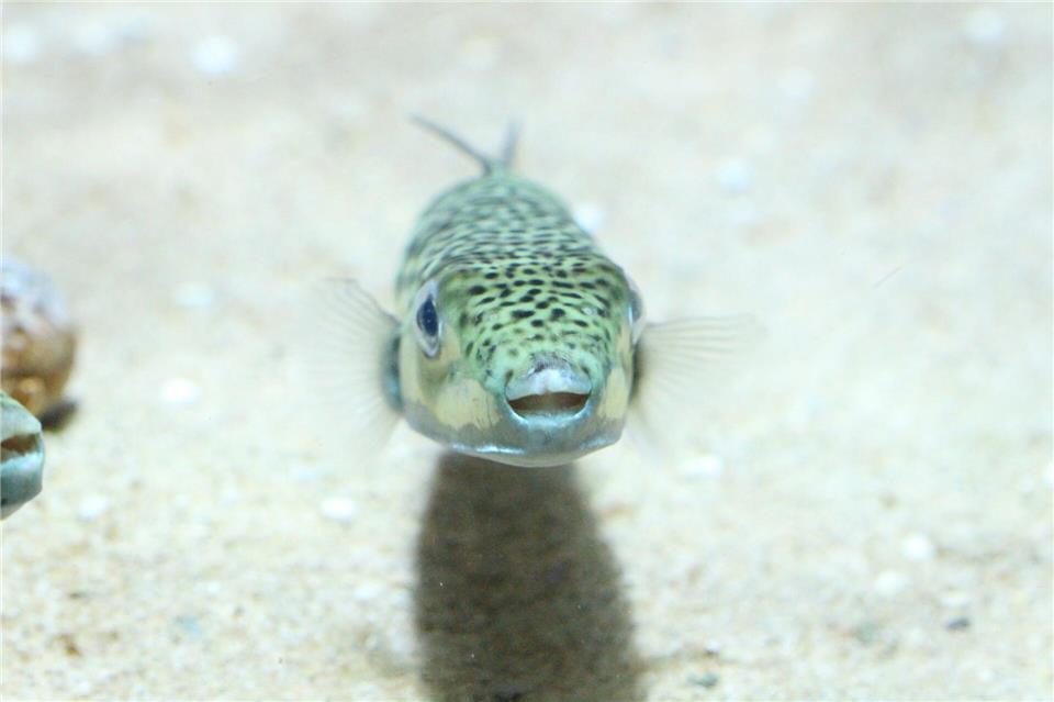 Ein Hasenkopf-Kugelfisch (Lagocephalus sceleratus), undatierte Aufnahme-/Gerasimos Kondylatos/dpa