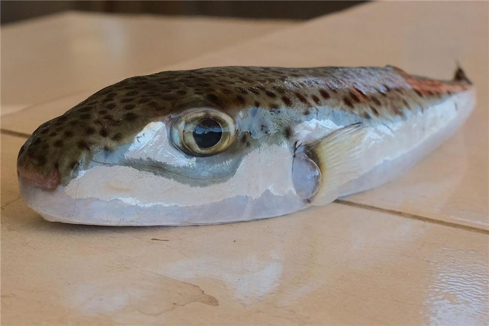 Ein Hasenkopf-Kugelfisch liegt auf einem Tisch.Anne Pollmann/dpa