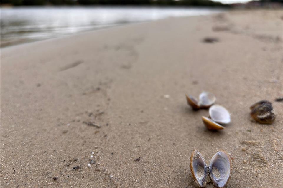Ein Hauch von Meer: Am Klostersee können Muschelsucher fündig werden. Die Stadt will den Erlebnisfaktor auf einem Rundweg weiter steigern.