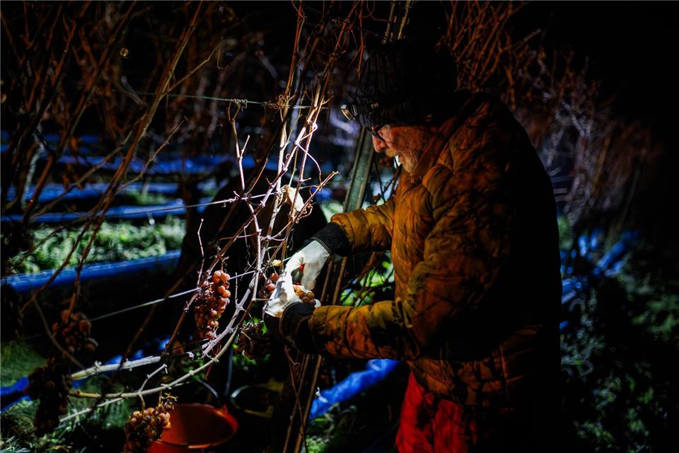 Ein Helfer erntet die gefrorenen Weintrauben in Ballrechten-Dottingen in Baden-Württemberg.Philipp von Ditfurth/dpa