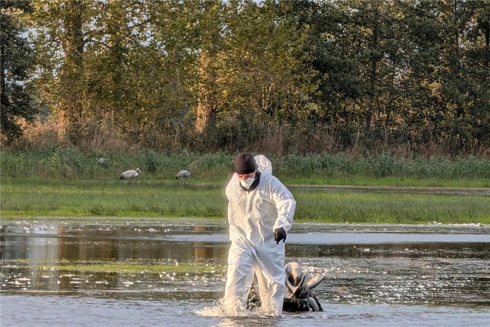 Ein Helfer zieht im Linumer Teichland einen toten Kranich aus dem Wasser, der an der Vogelgrippe gestorben ist. (Foto Handout)Nobert Schneeweiß/Artenkompetenzzentrum Rhinluch/dpa