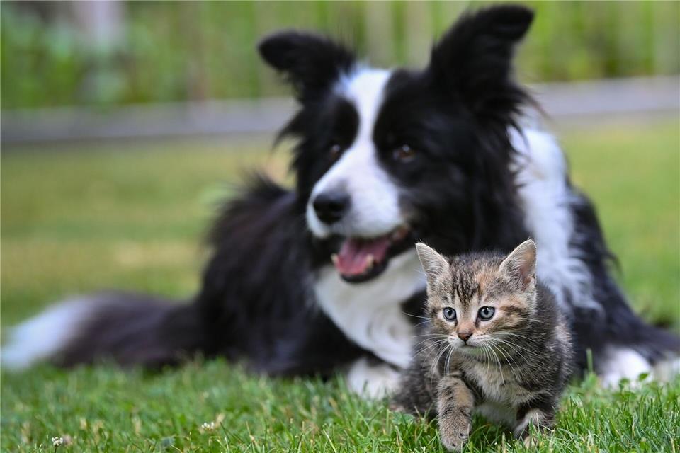 Ein Herz und eine Seele? Mit Geduld und Gelassenheit kann die Zusammenführung von Hund und Katze funktionieren.Patrick Pleul/dpa