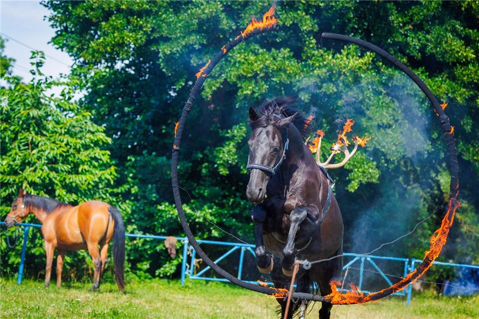 Ein Highlight der diesjährigen Bühnenshow ist der Sprung eines Pferdes durch einen Feuerring mit einem Geweih auf dem Rücken mit brennenden Fackeln.Jens Büttner/dpa