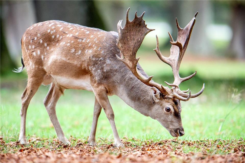 Ein Hirsch und neun weibliche Damwildtiere sind aus einem Gehege im Kyffhäuserkreis entkommen. (Symbolbild)Hauke-Christian Dittrich/dpa