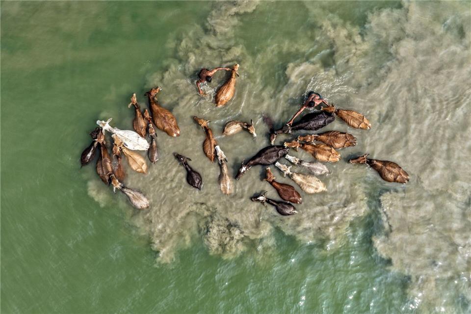 Ein Hirte wäscht sein Vieh im Fluss Brahmaputra in Indien.Muhammad Amdad Hossain/ZUMA Press Wire/dpa