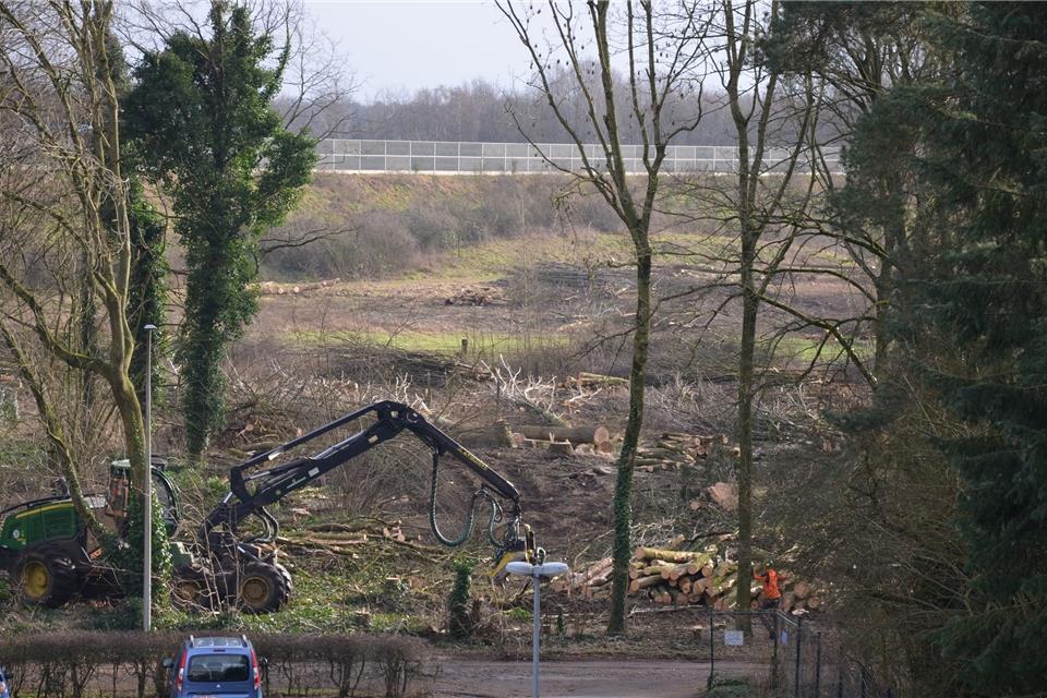 Rund 500 Bäume werden in Borken gefällt Ein Holzvollernter ist hier am Thielkeskamp im Einsatz.
