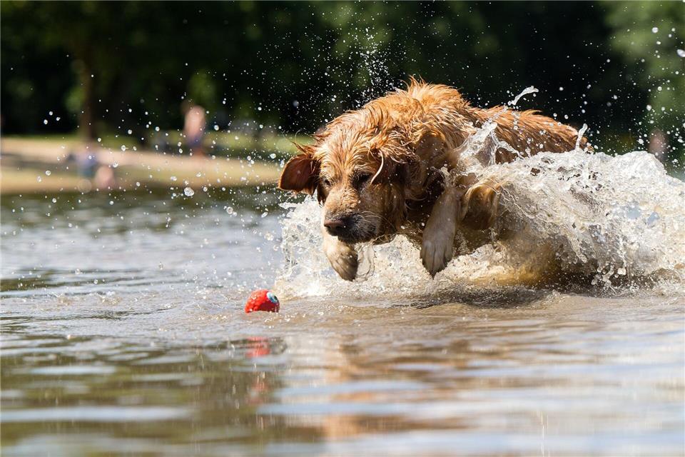 Der Spielsucht verfallen – das sind auch manche Hunde Ein Hund, der so verliebt in sein Spielzeug ist, dass er nicht von ihm lassen mag: Klingt süß, kann für den Vierbeiner aber gefährlich sein. (Archivbild)picture alliance / dpa