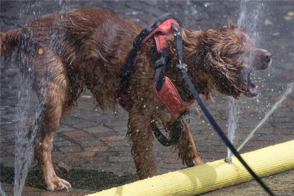 Ein Hund genießt eine Wasserfontäne. Auch den Vierbeinern macht die Hitze zu schaffen.Henning Kaiser/dpa