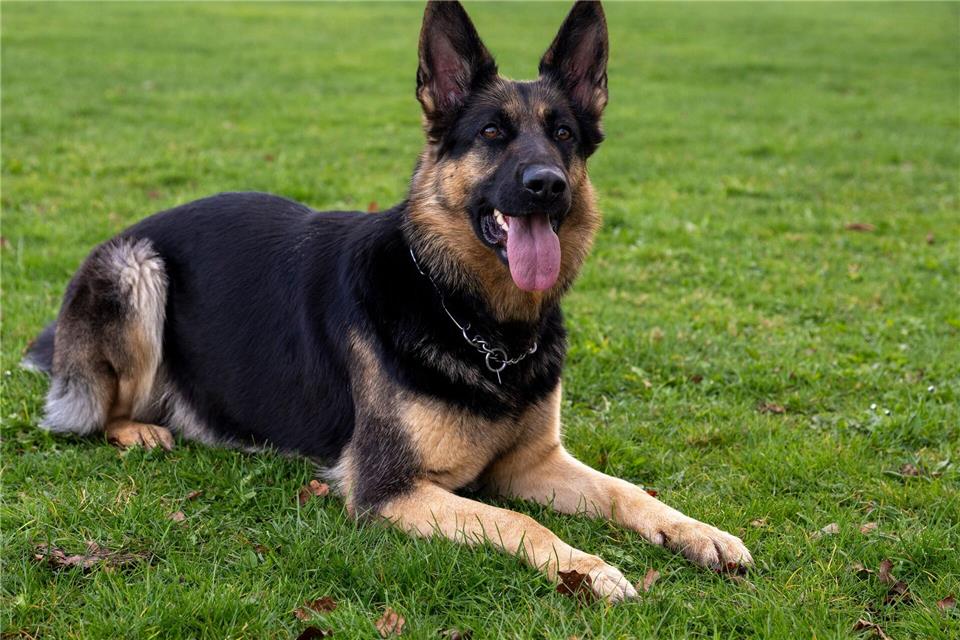 Ein Hund muss sterben, weil die Halterin offenbar überfordert war. (Symbolbild)Stefan Puchner/dpa