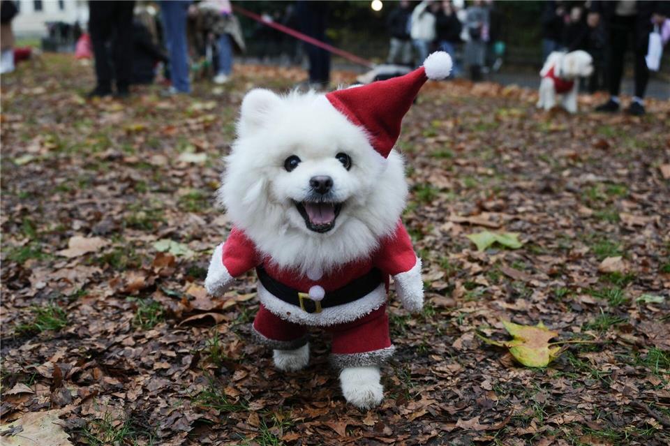 Ein Hund nimmt an der Weihnachtspulli-Parade von „Rescue Dogs of London and Friends“ teil.Jeff Moore/PA Wire/dpa