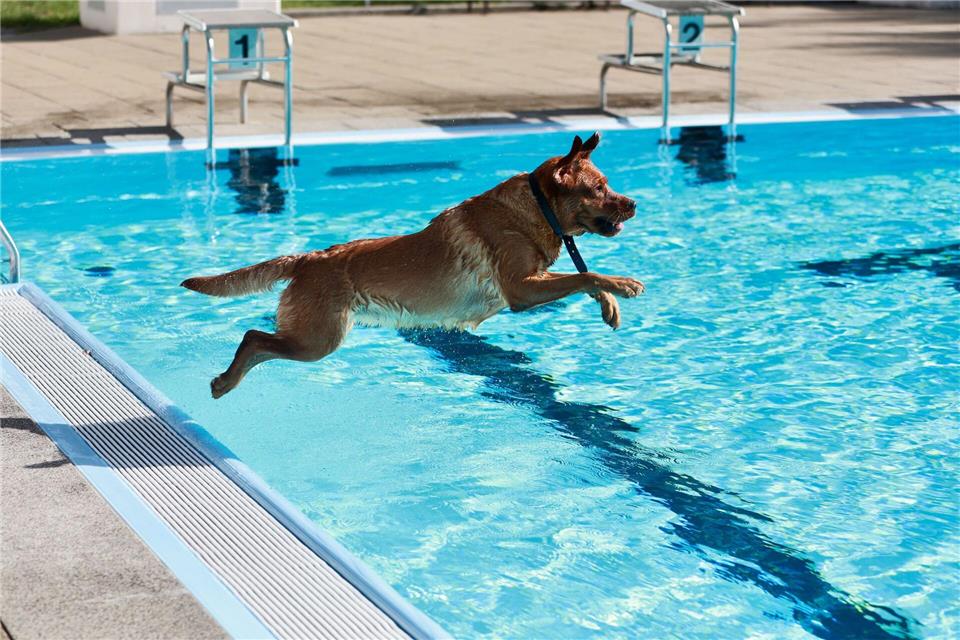 Bilder des Tages Ein Hund springt ins Ilsestrandbad in Wasserleben.Matthias Bein/dpa