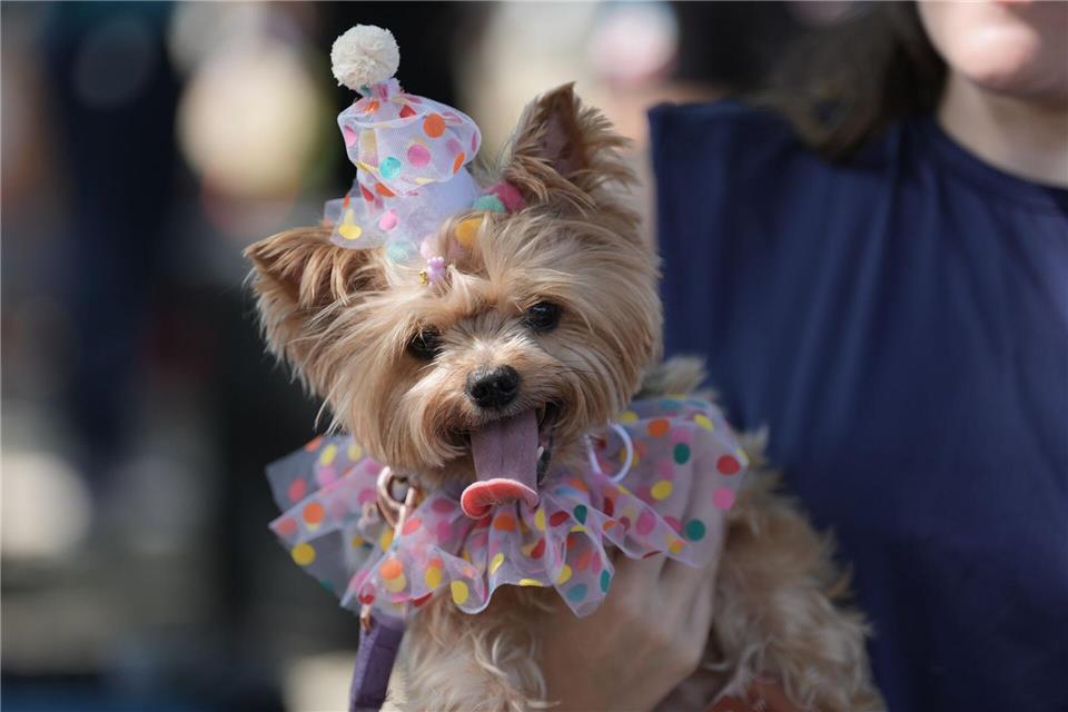 Ein Hund trägt ein Kostüm während der Karnevals-Hundeparade „Blocao“ in Rio de Janeiro.Silvia Izquierdo/AP/dpa