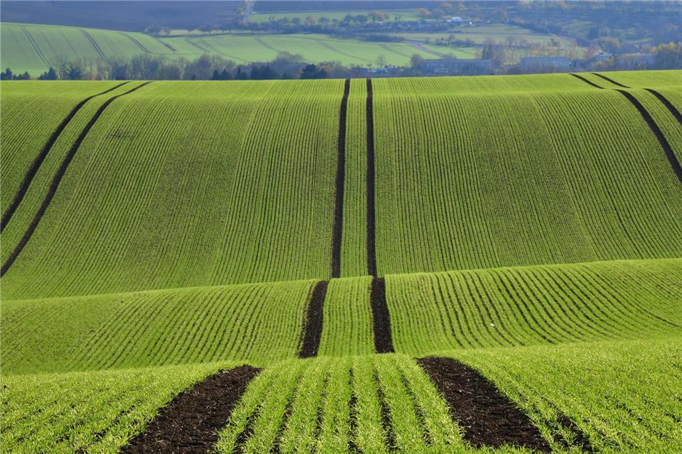 Ein Hund wird auf einem Feld in Apolda ausgesetzt. (Archivbild)Martin Schutt/dpa-Zentralbild/dpa