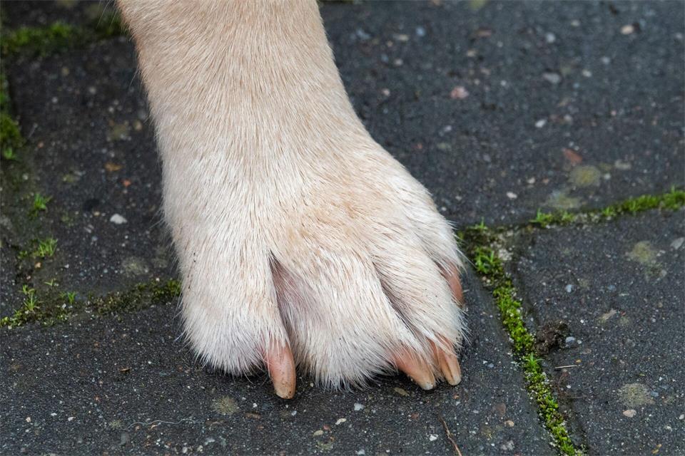 Ein Hund wurde in Rinteln von einem unbekannten Autofahrer angefahren und verletzt. (Symbolbild)Demy Becker/dpa