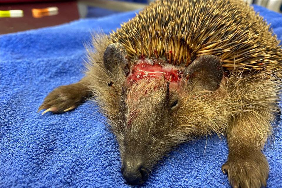 Ein Igel hat eine schwere Kopfverletzung erlitten.