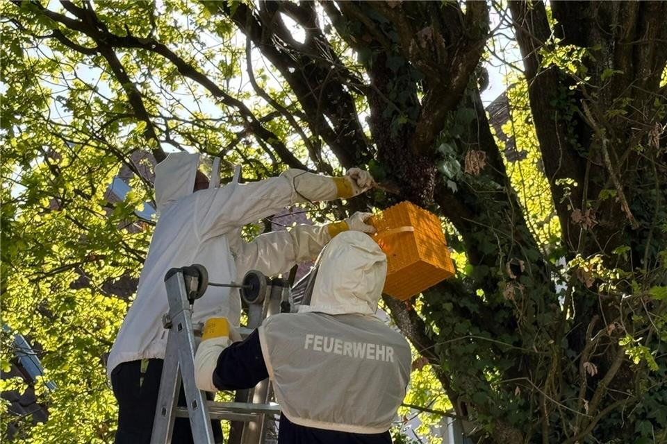 Ein Imker siedelte die Bienen mit Hilfe der Feuerwehr um.C. Rieks - Feuerwehr Detmold