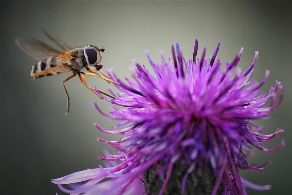 Ein Insekt fliegt an einem sonnigen Tag in einem Wald am Stadtrand von Tallinn an einer Blüte.Sergei Grits/AP/dpa