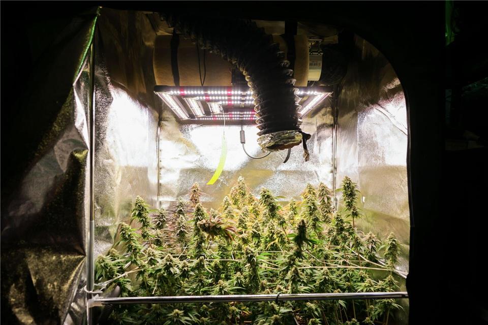 Ein Jahr nach der Legalisierung des Cannabisanbaus gibt es in Hamburg zehn zugelassene Anbauvereingungen.Christian Charisius/dpa