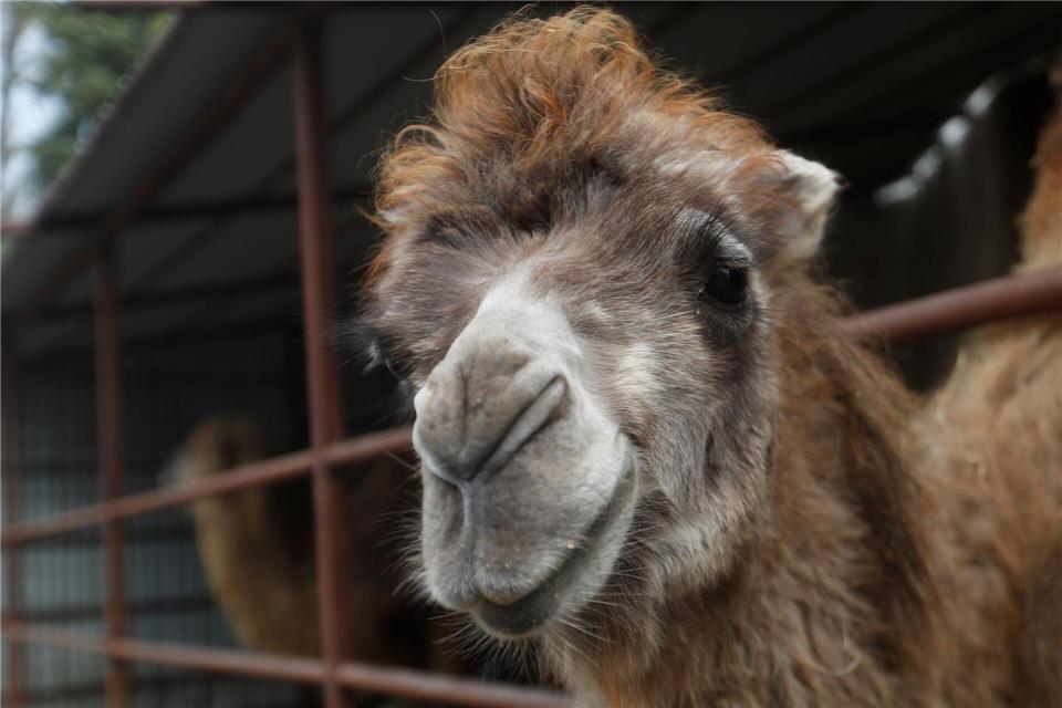 Ein Kamel ist auf einer Bundesstraße angefahren worden. (Symbolbild)Laszlo Balogh/AP/dpa