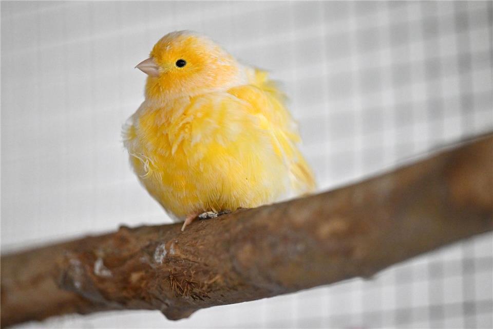 Ein Kanarienvogel sorgte für einen ungewöhnlichen Anblick auf einem Parkplatz an der A81. (Symbolbild)Martin Schutt/dpa
