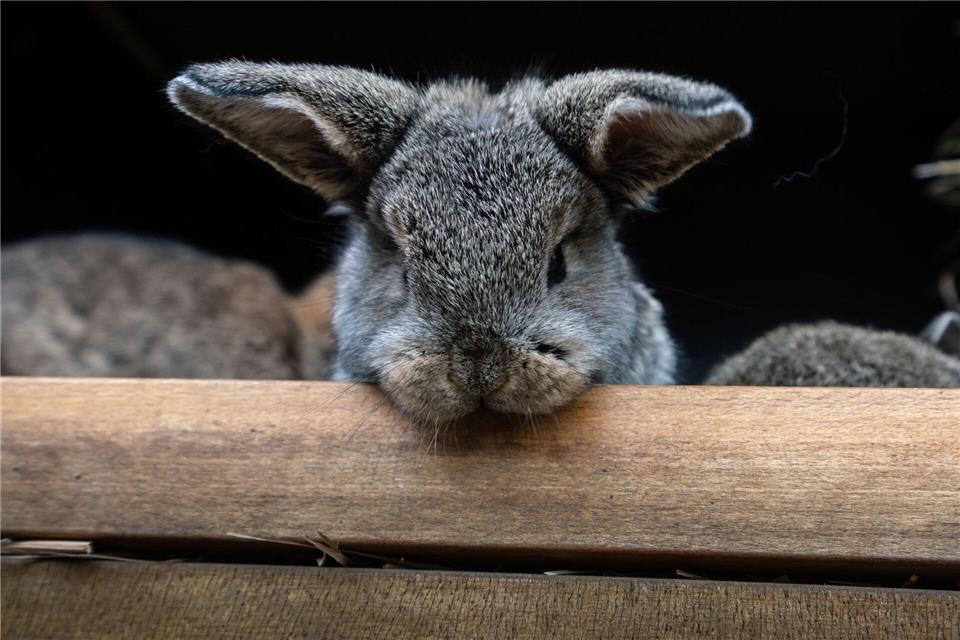 Ein Kaninchen landete auf dem Wittenberger Polizeirevier. (Symbolfoto)Frank Rumpenhorst/dpa