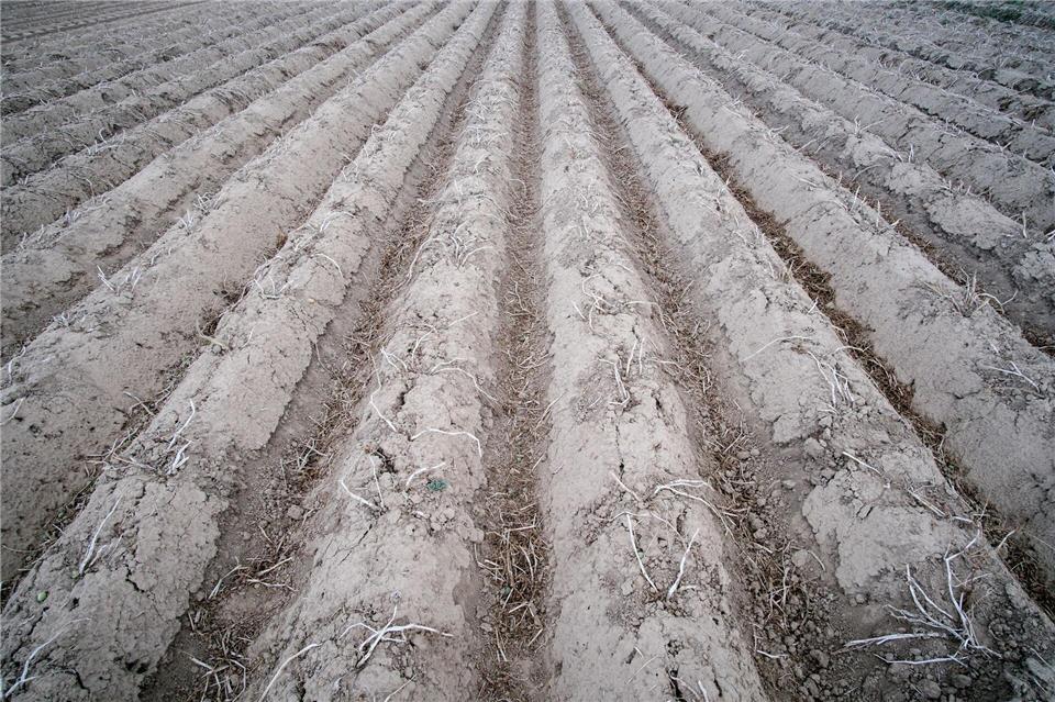 Ein Kartoffelfeld kurz vor der Ernte. Laut einem aktuellen Bericht werden die rechtlichen Vorgaben zur Stickstoffdüngung auf Landesebene eingehalten. (Symbolbild)Ole Spata/dpa