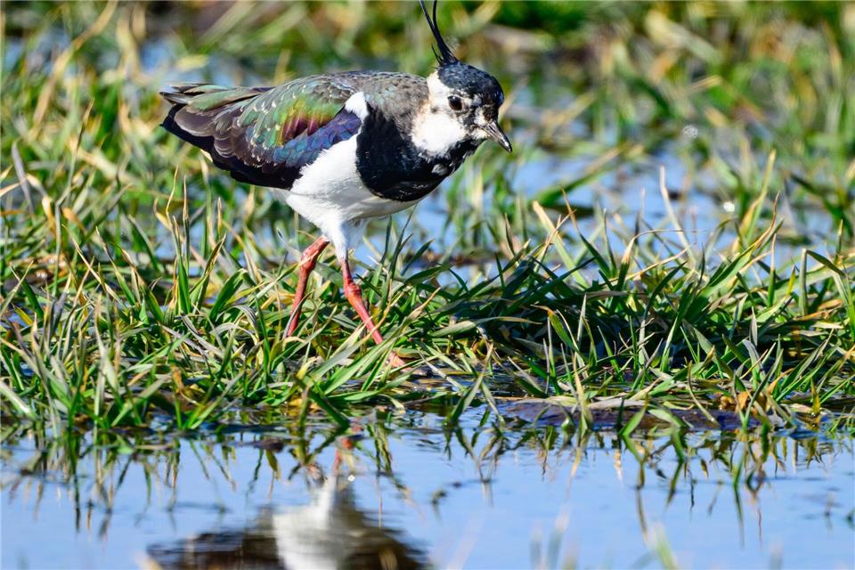 Ein Kiebitz ist auf Nahrungssuche im Oderbruch. Die Vögel gelten auch als Frühlingsboten. Patrick Pleul/dpa