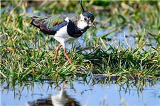 Ein Kiebitz ist auf Nahrungssuche im Oderbruch. Die Vögel gelten auch als Frühlingsboten. Patrick Pleul/dpa