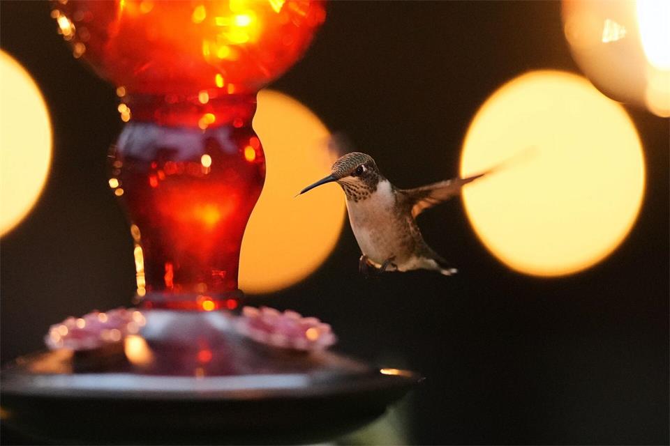 Ein Kolibri schwebt in der Abenddämmerung um einen Futterspender in der texanischen Stadt San Antonio herum.Eric Gay/AP/dpa