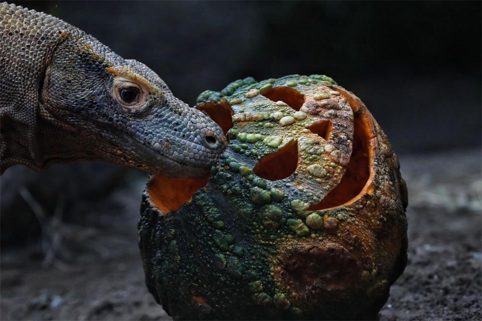 Ein Komodowaran nähert sich im Zoo von Cali in Kolumbien einem mit Fleisch gefüllten Kürbis. Santiago Saldarriaga/AP/dpa