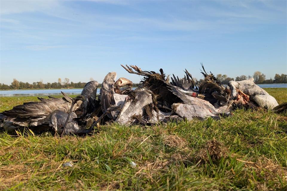 Ein Kranichsterben in bislang unbekanntem Ausmaß traf den Nordwesten Brandenburg im vergangenen Herbst. (Archivbild)Nobert Schneeweiß/Artenkompetenzzentrum Rhinluch/dpa
