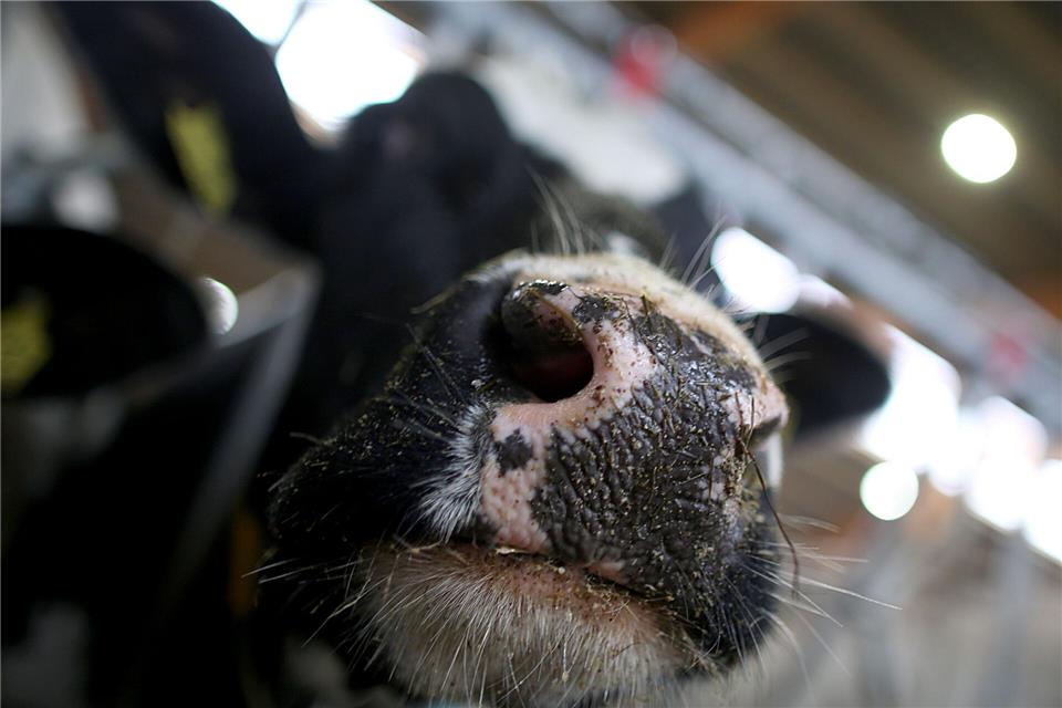 Ein Landwirt aus Stadtlohn hat eine verletzte Kuh transportiert (Symbolbild) und erhielt dafür eine Strafe.