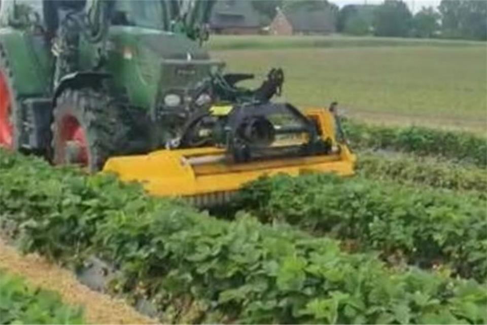 Ein Landwirt hat in Coesfeld seine Erdbeerernte vernichtet. 