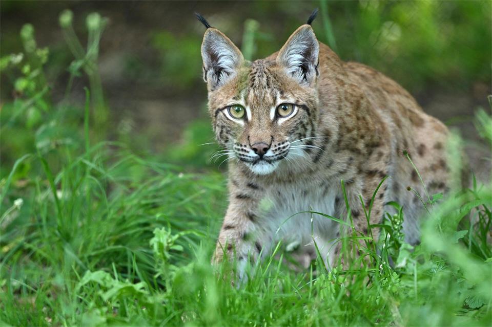 Ein Luchs in einem großen Gehege eines Wildkatzendorf. Nach dem Abschuss des Luchses Mikaesch im August hat die Tierrechtsorganisation PETA Anzeige gestellt.