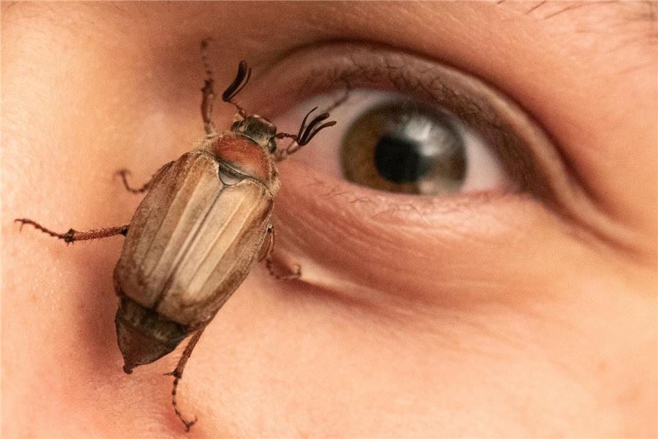 Ein Maikäfer krabbelt in Mörfelden im Gesicht eines jungen Mannes.Boris Roessler/dpa